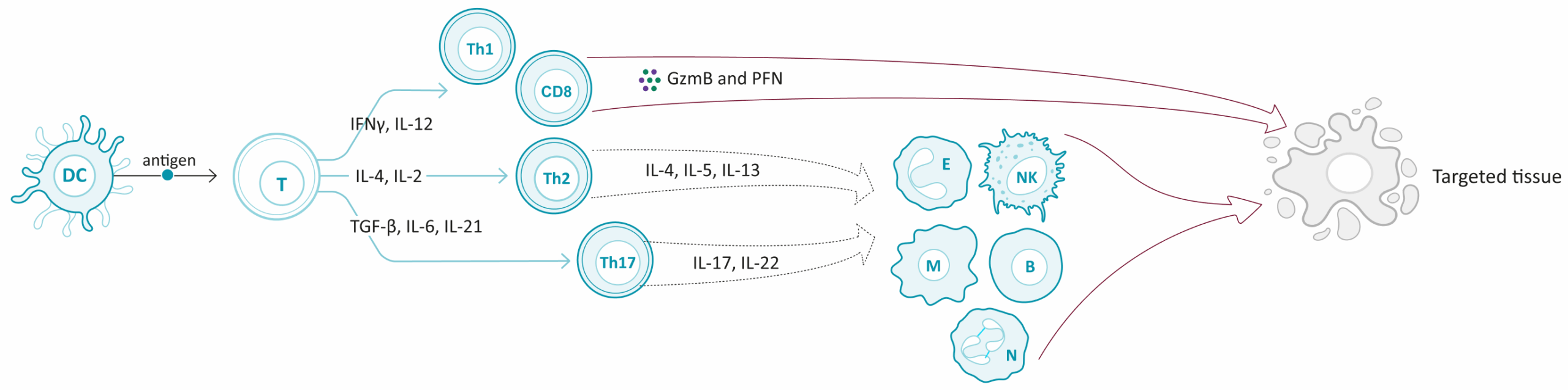 Pathway Full Updated