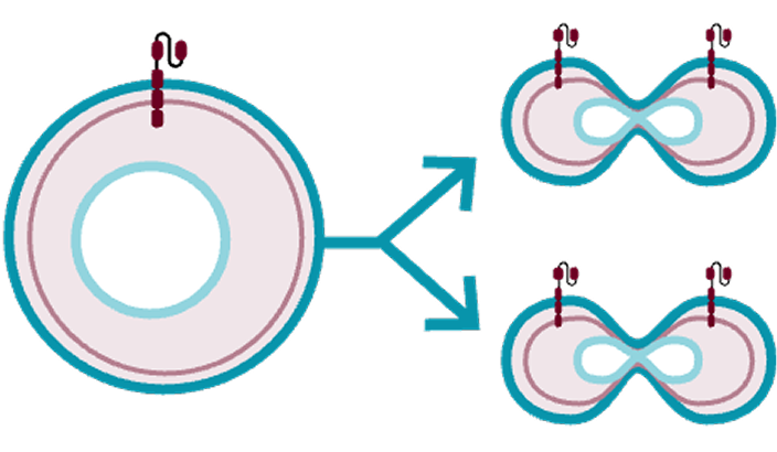 Manufacturing Isolate Tregs